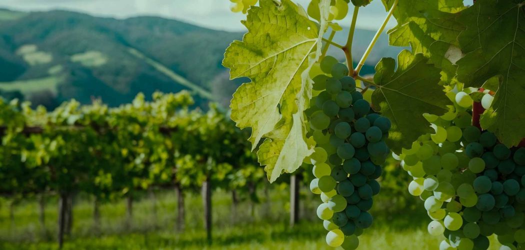 actualite vignoble arpents du soleil